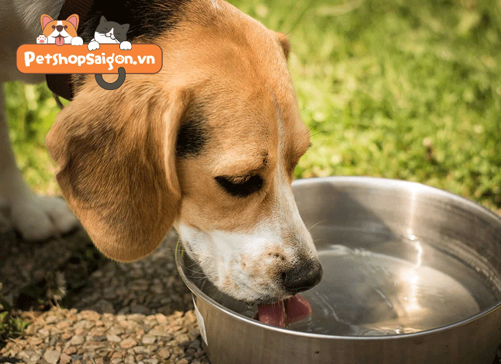 Bạn yêu chó và muốn xem chúng trong những khoảnh khắc đáng yêu nhất? Hãy xem hình ảnh chó uống nước, và bạn sẽ thấy sự tinh tế và duyên dáng của chúng trong hoạt động tưởng chừng như rất đơn giản.