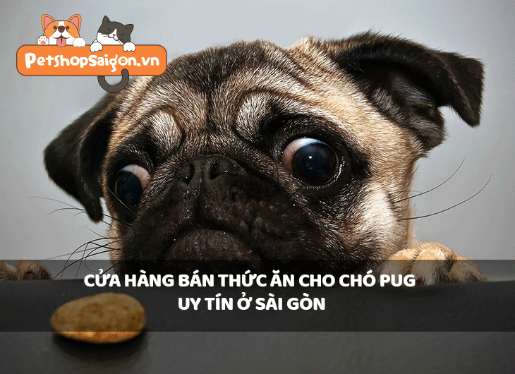 Cửa hàng bán thức ăn cho chó Pug uy tín ở Sài Gòn