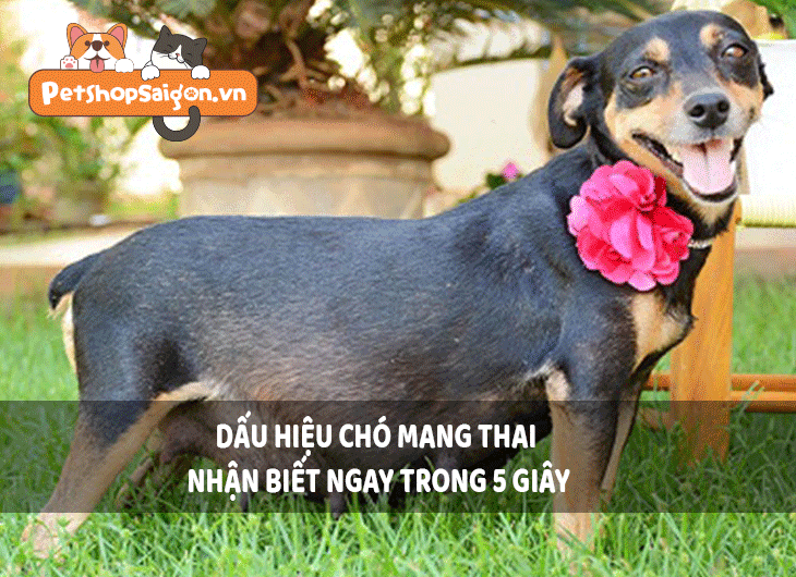 Dấu hiệu chó mang thai nhận biết ngay trong 5 giây