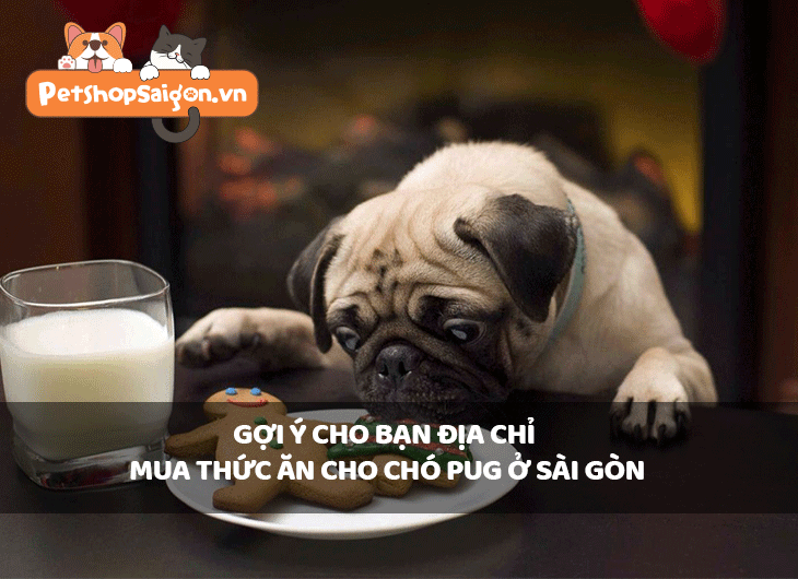 Gợi ý cho bạn địa chỉ mua thức ăn cho chó Pug ở Sài Gòn