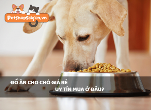 Đồ ăn cho chó GIÁ RẺ UY TÍN mua ở đâu?