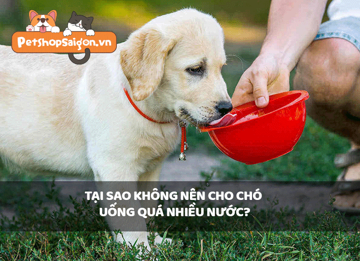 Tại sao không nên cho chó uống quá nhiều nước?