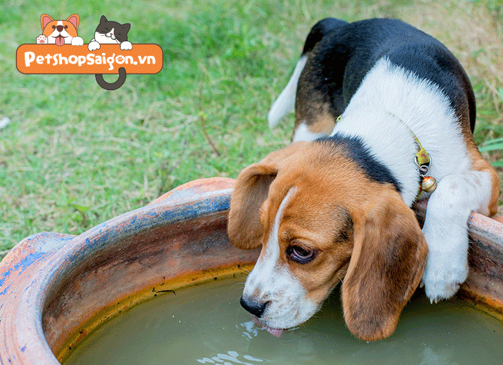 Tại sao không nên cho chó uống quá nhiều nước