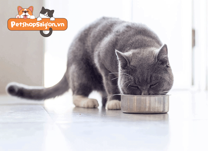 thức ăn ướt cho mèo