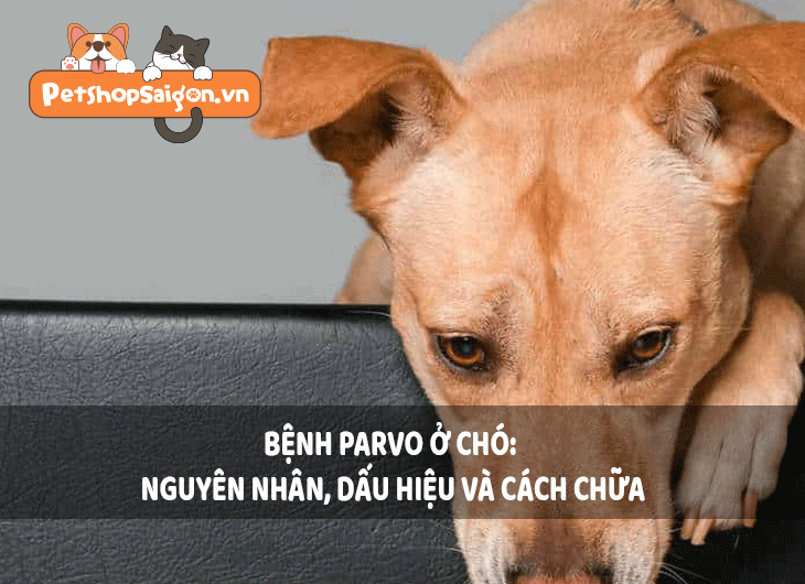 Bệnh Parvo ở chó: Nguyên nhân, dấu hiệu và cách chữa