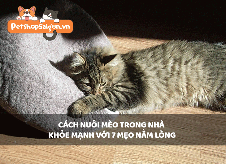 Cách nuôi mèo trong nhà khỏe mạnh với 7 mẹo nằm lòng