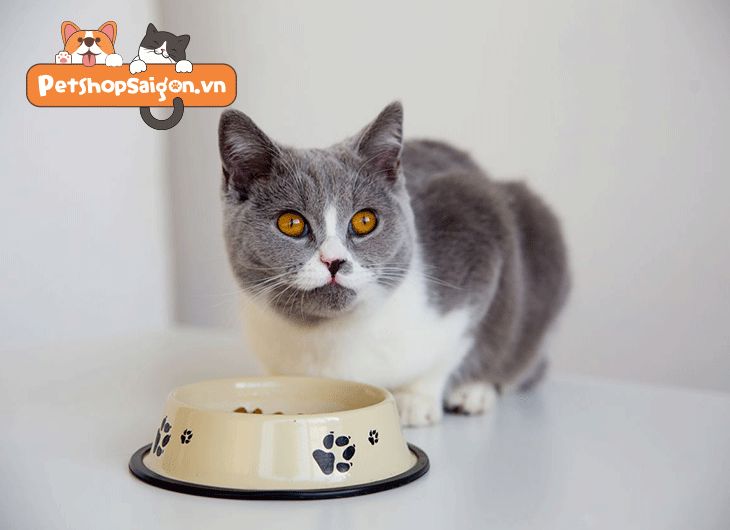Cách vỗ béo mèo lười ăn