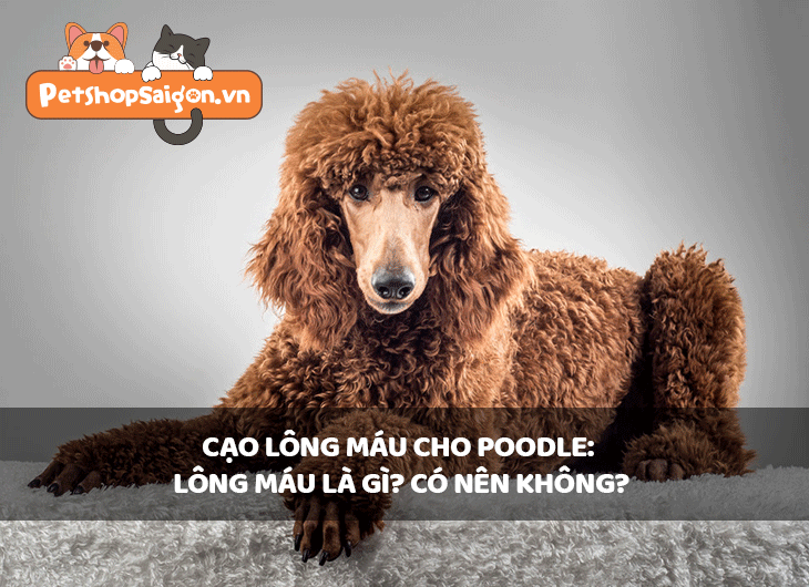Cạo lông máu cho Poodle: Lông máu là gì? Có nên không?