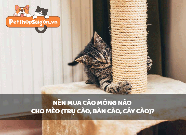 Nên mua cào móng nào cho mèo (trụ cào, bàn cào, cây cào)?