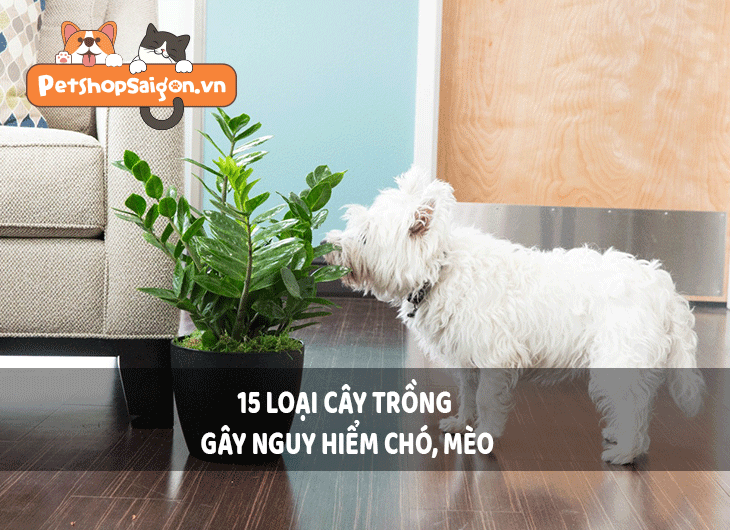 15 loại cây trồng gây nguy hiểm cho chó, mèo