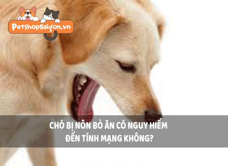 Chó bị nôn bỏ ăn có nguy hiểm đến tính mạng không?