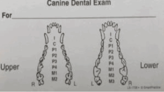 chó có bao nhiêu răng