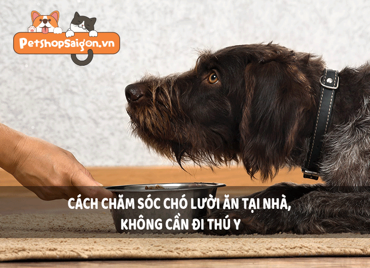 Cách chăm sóc chó lười ăn tại nhà, không cần đi thú y