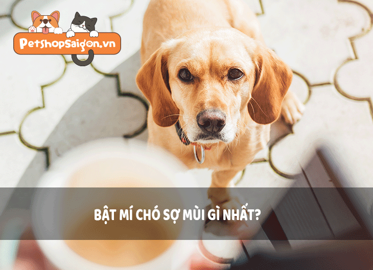 Bật mí chó sợ mùi gì nhất?