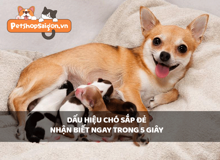 Dấu hiệu chó sắp đẻ nhận biết ngay trong 5 giây