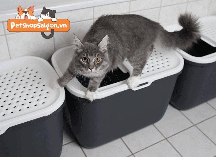 mèo đi vệ sinh không đúng chỗ