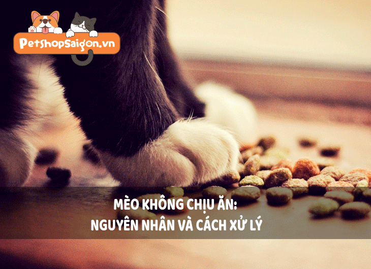 Mèo không chịu ăn: Nguyên nhân và cách xử lý