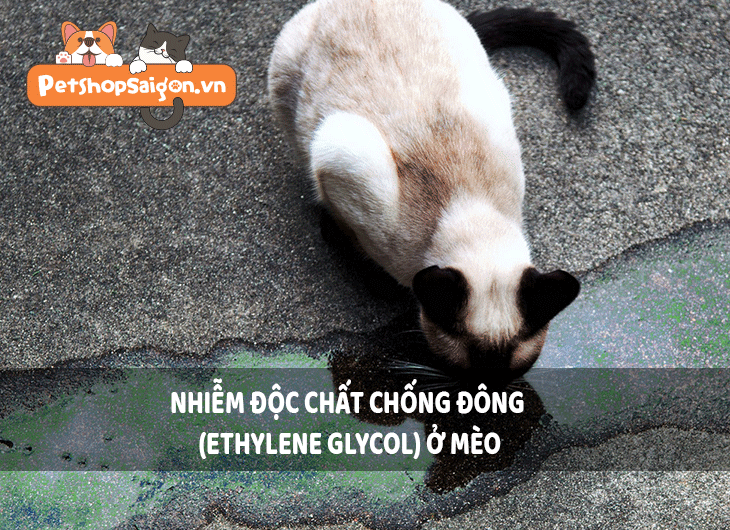 Nhiễm độc chất chống đông (ethylene glycol) ở mèo