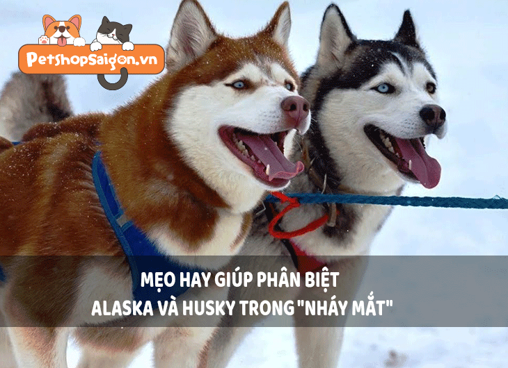 Mẹo hay giúp phân biệt Alaska và Husky trong 