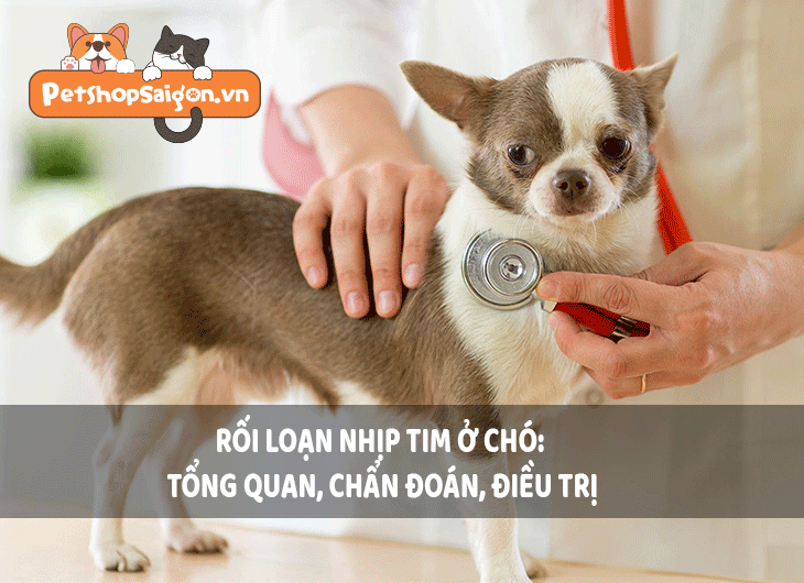 Rối loạn nhịp tim ở chó: Tổng quan, chẩn đoán, điều trị