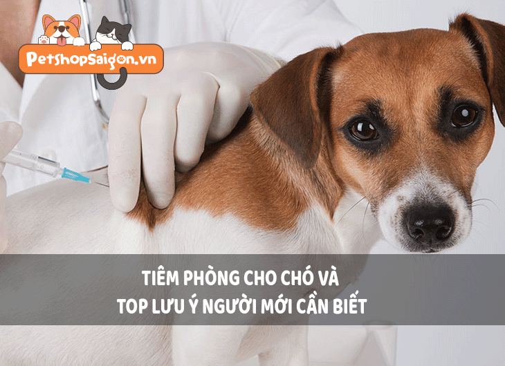 Tiêm phòng cho chó và top lưu ý người mới cần biết