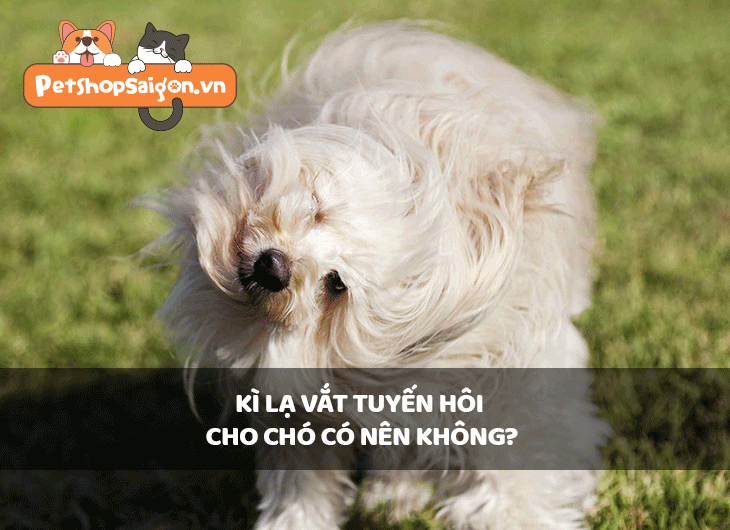 Kỳ lạ vắt tuyến hôi cho chó có nên không?