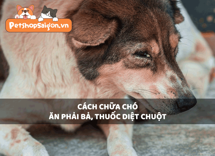 Cách chữa chó ăn phải bả, thuốc diệt chuột