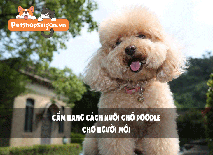 Cẩm nang cách nuôi chó Poodle cho người mới