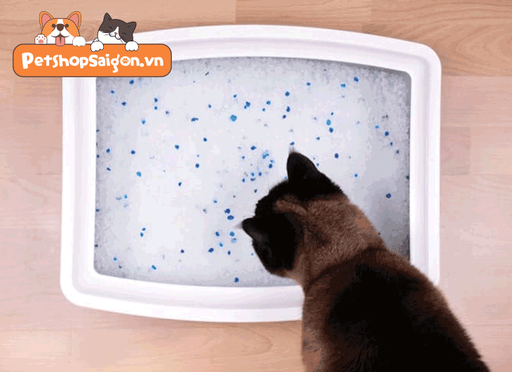 cát vệ sinh cho mèo