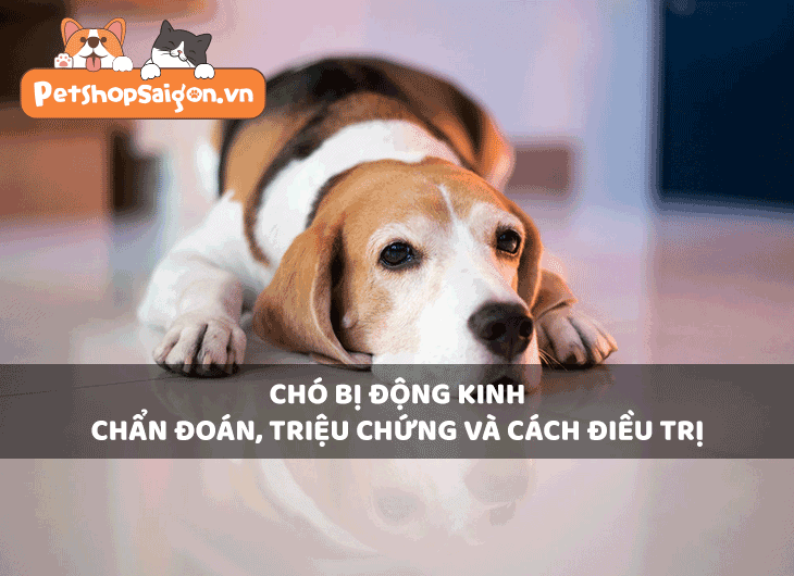 Chó bị động kinh: Chẩn đoán, triệu chứng và cách điều trị