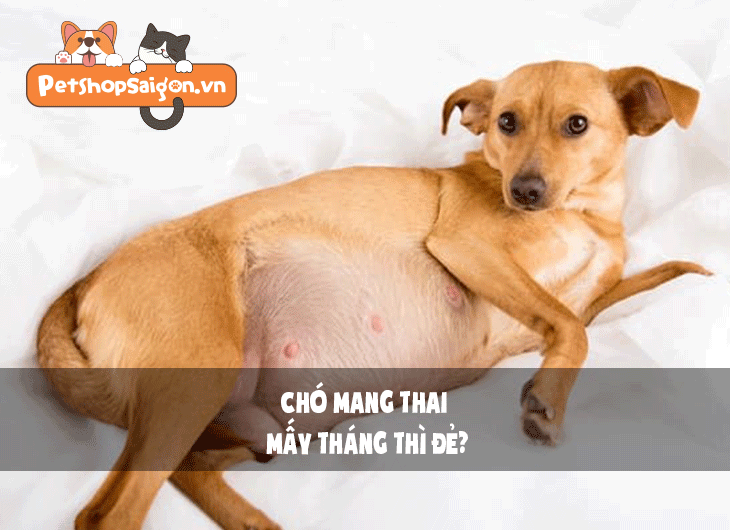 Chó chửa mấy tháng thì đẻ?