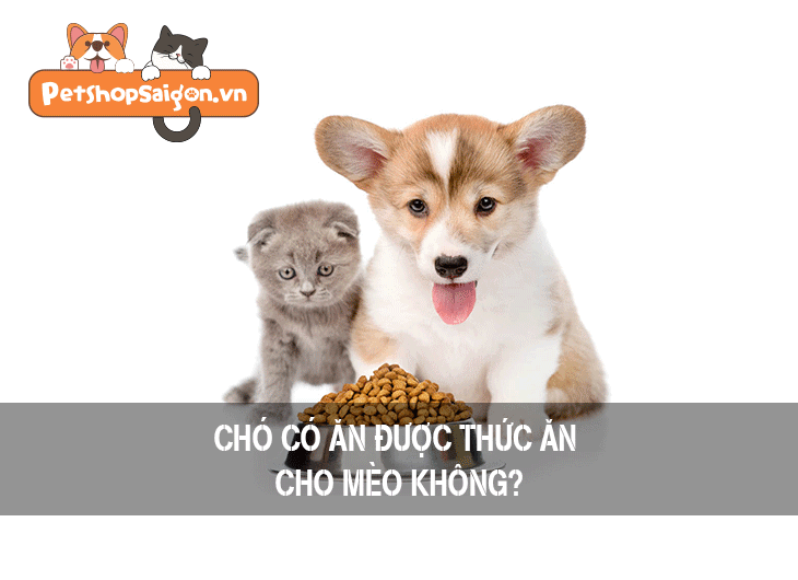 Chó có ăn được thức ăn cho mèo không?