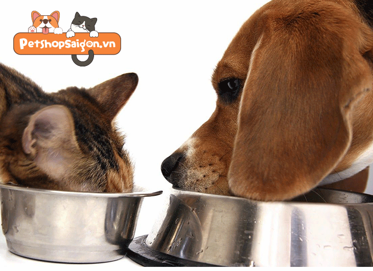 Chó Có Ăn Được Thức Ăn Cho Mèo Không? | Petshopsaigon.Vn