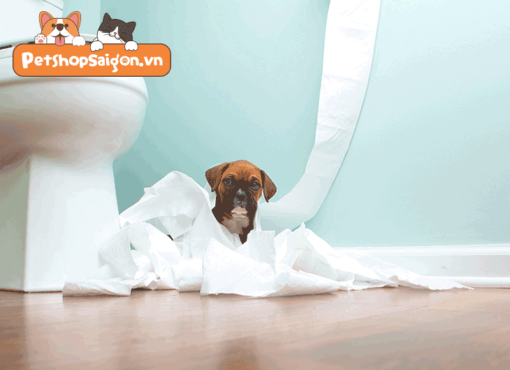Chó đi vệ sinh bao nhiêu lần một ngày?