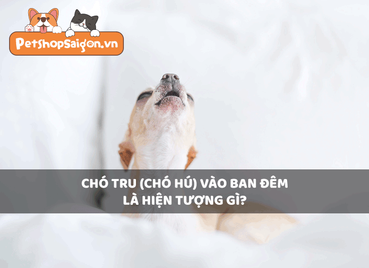 Chó tru (chó hú) vào ban đêm là hiện tượng gì?