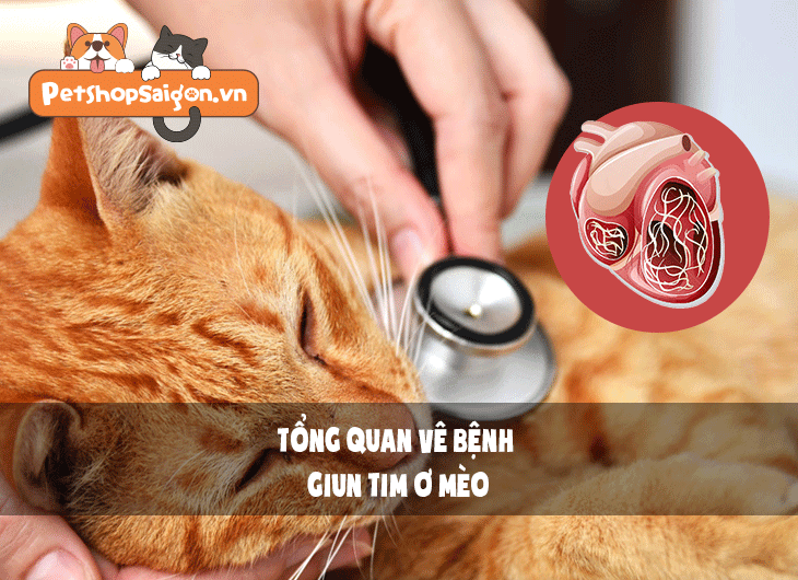 Tổng quan về bệnh giun tim ở mèo