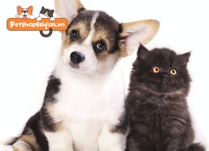 Top 500 Tên Cho Chó Mèo Ý Nghĩa Nhất Để Đặt | Petshopsaigon.Vn
