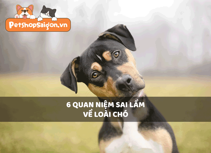 6 quan niệm sai lầm về loài chó