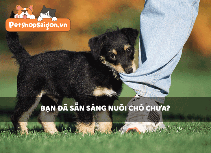 Bạn đã sẵn sàng nuôi chó chưa?