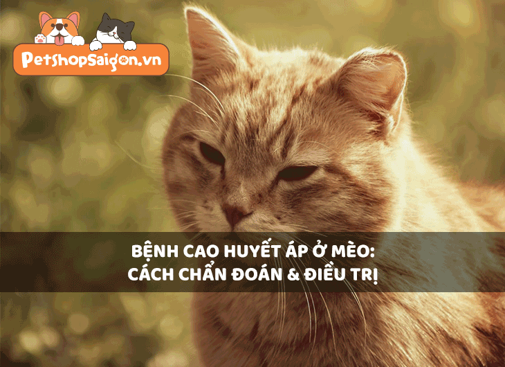 Bệnh cao huyết áp ở mèo: Cách chẩn đoán và điều trị