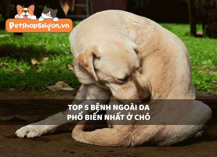 Top 5 bệnh ngoài da ở chó phổ biến nhất