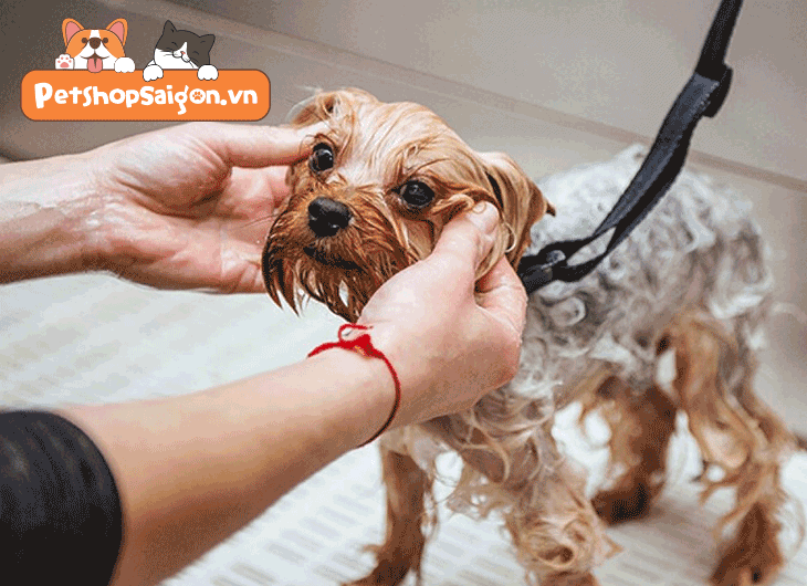Cách duy trì bộ lông mượt và làn da khỏe mạnh cho chó
