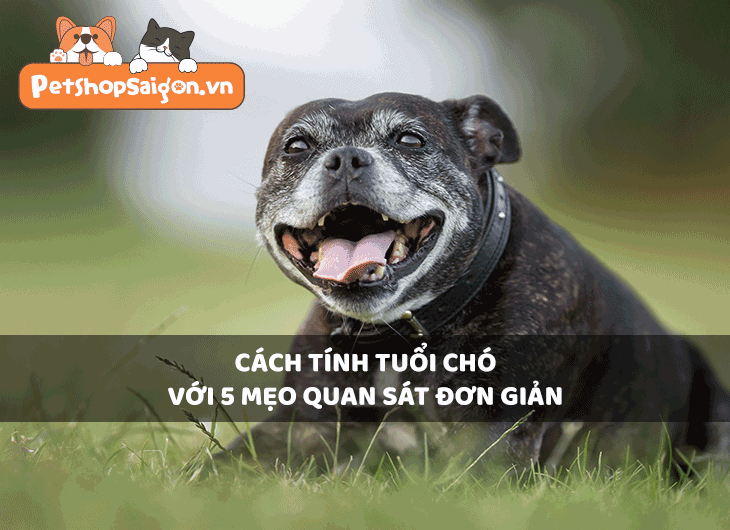 Cách tính tuổi chó với 5 mẹo quan sát đơn giản