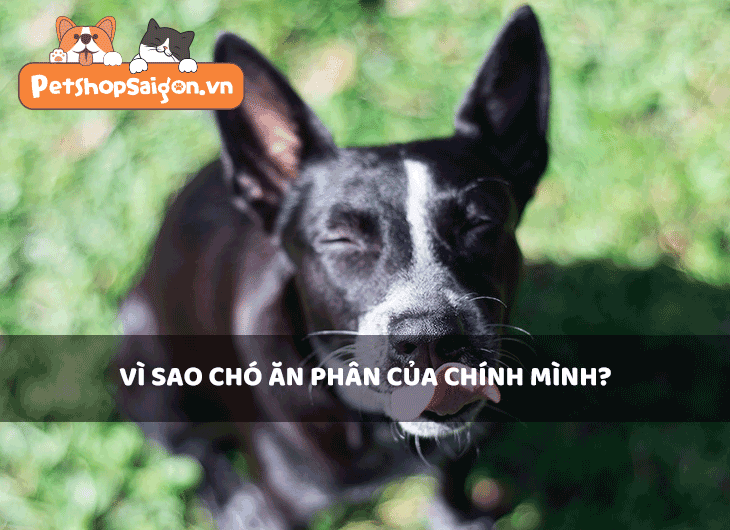 Vì sao chó ăn phân của chính mình?