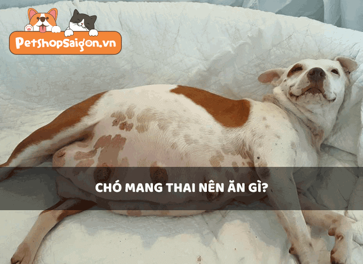 Chó mang thai nên ăn gì?