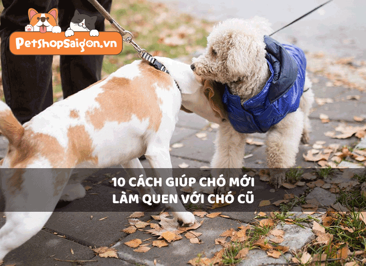 10 cách giúp chó mới làm quen với chó cũ