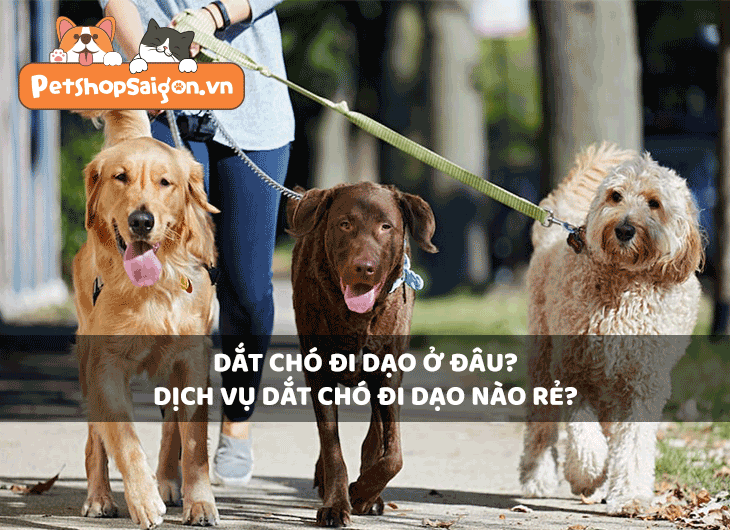 Dắt chó đi dạo ở đâu? Dịch vụ dắt chó đi dạo nào rẻ?