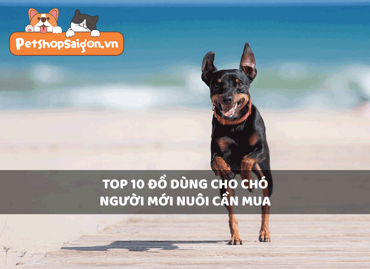 Top 10 đồ dùng cho chó, người mới nuôi cần mua