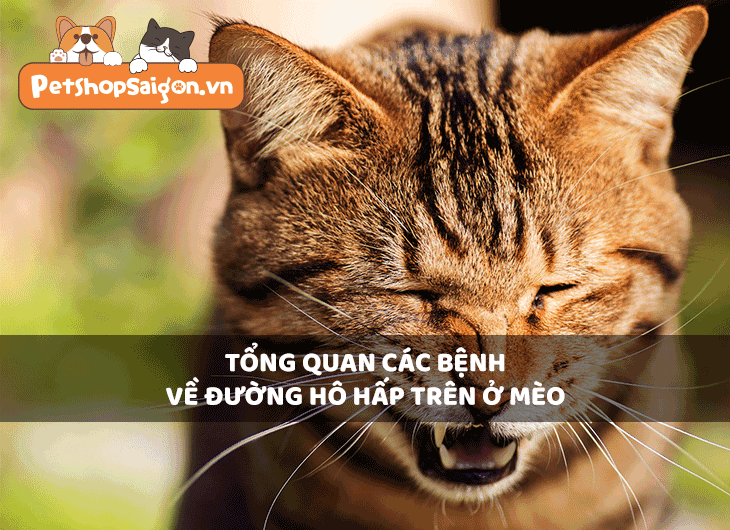 Tổng quan các bệnh về đường hô hấp trên ở mèo