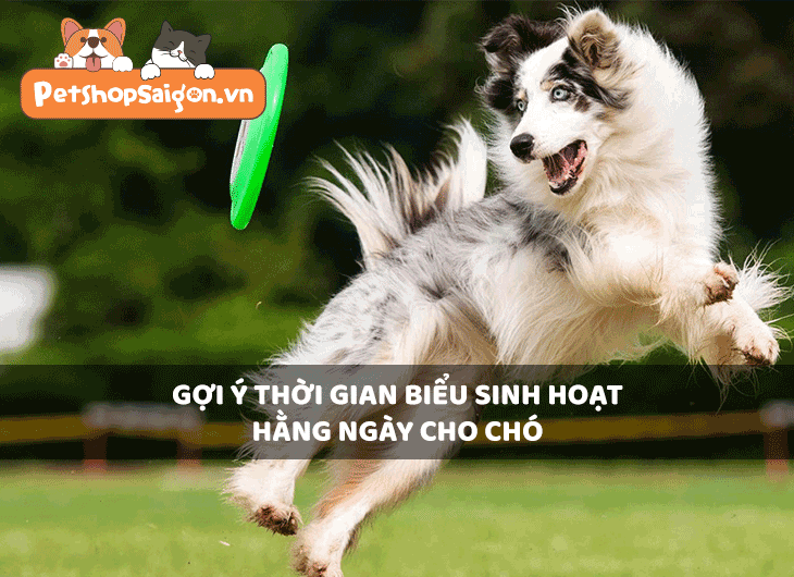 Gợi ý thời gian biểu sinh hoạt hằng ngày cho chó